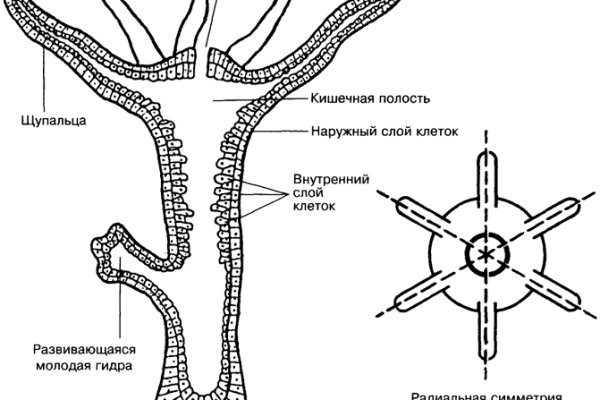Кракен актуальные