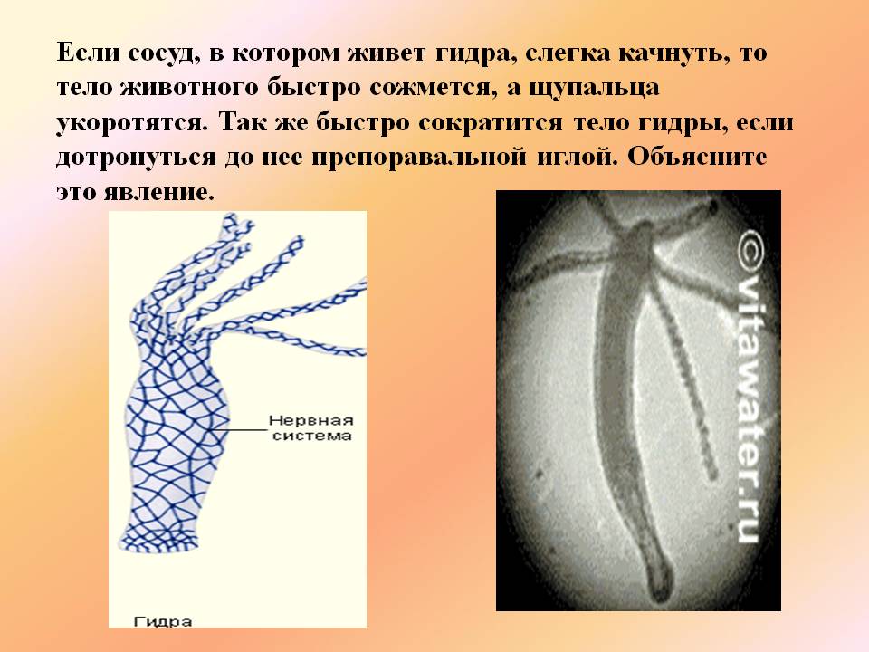 Кракен онион ссылка на тор